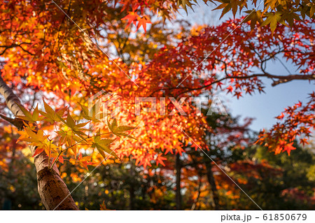 紅葉の等持院、心字池の紅葉 61850679