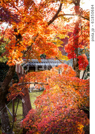 紅葉の等持院、心字池の紅葉 61850684