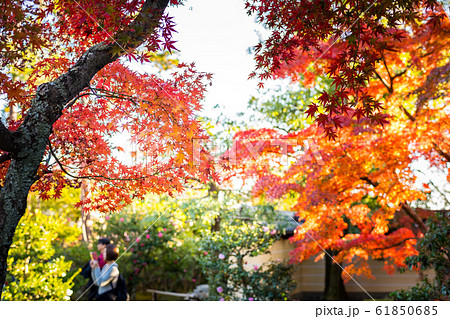 紅葉の等持院、心字池の紅葉 61850685