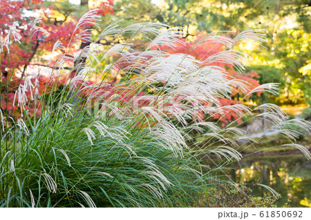 紅葉の等持院、心字池のススキ 61850692