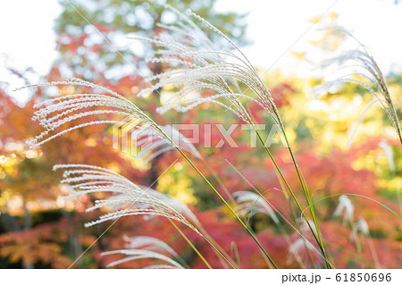 紅葉の等持院、心字池のススキ 61850696