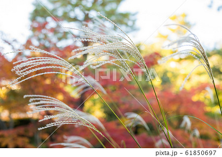 紅葉の等持院、心字池のススキ 61850697