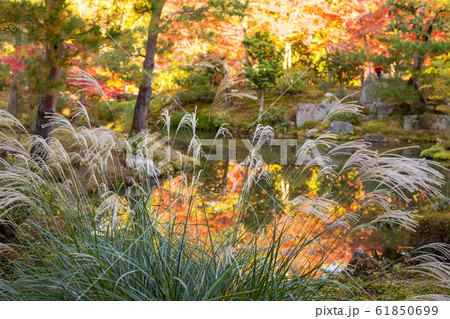 紅葉の等持院、心字池のススキ 61850699