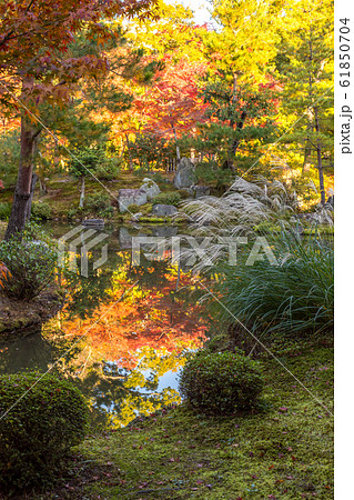 紅葉の等持院、庭園の秋 紅葉の等持院、庭園の秋 61850704