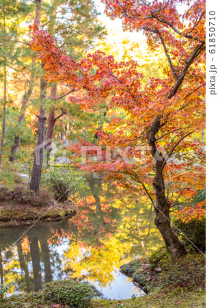 紅葉の等持院、庭園の秋 61850710