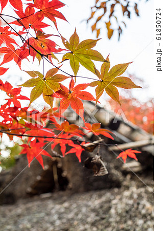 厭離庵、紅葉と茅葺屋根 厭離庵、紅葉と茅葺屋根 61850724