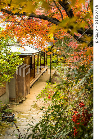 厭離庵、庭の秋景色 厭離庵、庭の秋景色 61850726