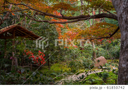厭離庵の紅葉、露地門のある庭に南天の赤い実 厭離庵の紅葉、露地門のある庭に南天の赤い実 61850742