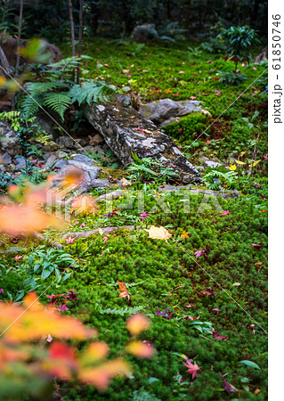 厭離庵の紅葉、苔床に散る紅葉 61850746