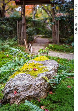 厭離庵の紅葉、苔床の岩に散る紅葉 61850749
