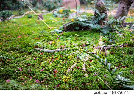 厭離庵の紅葉、苔床に散る紅葉 厭離庵の紅葉、苔床に散る紅葉 61850775
