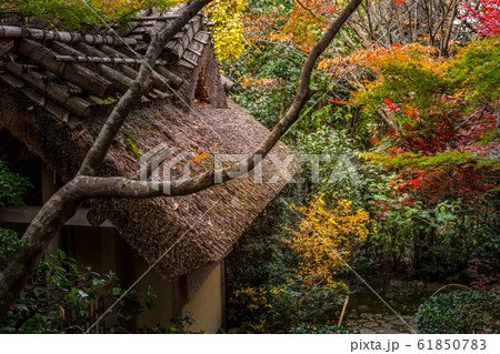 厭離庵の紅葉、紅葉と茅葺屋根 61850783