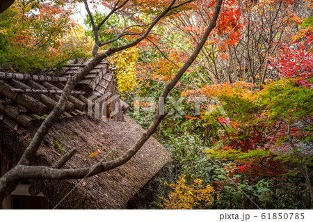 厭離庵の紅葉、紅葉と茅葺屋根 厭離庵の紅葉、紅葉と茅葺屋根 61850785