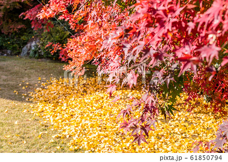 大河内山荘の秋、銀杏の黄葉と楓の紅葉のコントラスト 61850794