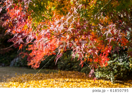 大河内山荘の秋、銀杏の黄葉と楓の紅葉のコントラスト 61850795