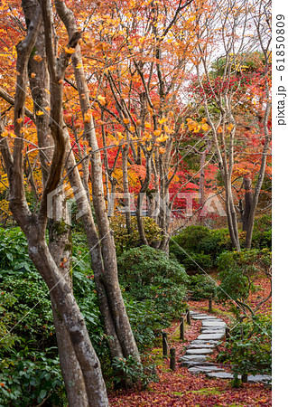 大河内山荘の秋、滴水庵前庭の小道 61850809