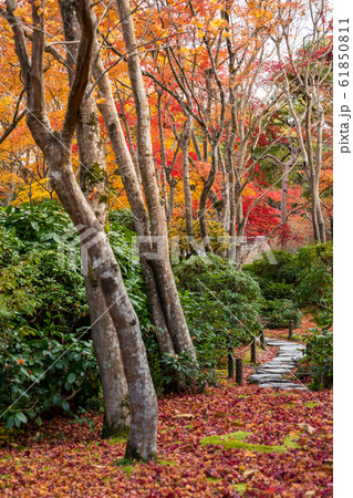 大河内山荘の秋、滴水庵前庭の小道 61850811