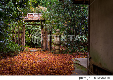 大河内山荘の秋、滴水庵の小庭に散る紅葉 61850816