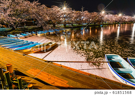 弘前公園　西堀　春　桜　夜　ライトアップ　美しい　綺麗　季節　イメージ　旅　東北地方　弘前市　青森県 61851568