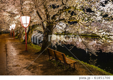 弘前公園　西堀　春　桜　夜　ライトアップ　美しい　綺麗　季節　イメージ　旅　東北地方　弘前市　青森県 61851700