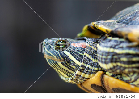 Red Eared Terrapin - Trachemys scripta elegans. 61851754