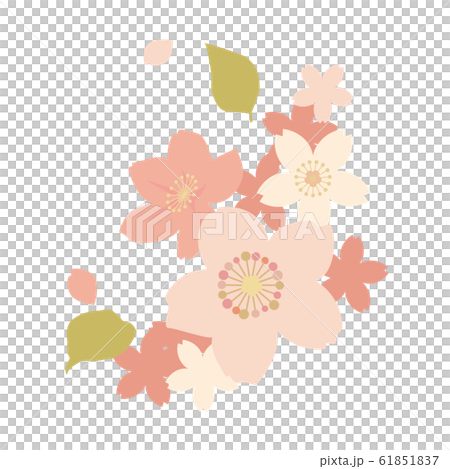 Cherry Blossom	 61851837