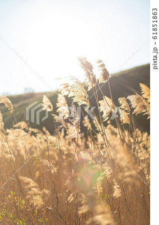 High ear field on a sunny day 61851863