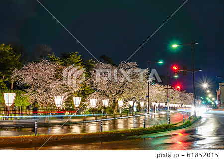 弘前公園　外堀　春　桜　夜　ライトアップ　満開　美しい　鮮やか　キレイ　季節　イメージ　旅　東北地方 61852015