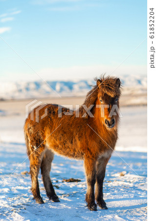 Icelandic horse walks in the snow in winter. 61852204