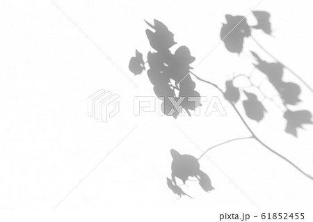 Gray shadows of orchid flowers on white wall 61852455