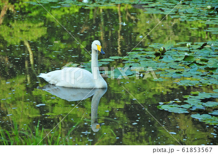昭和の森の白鳥 昭和の森の白鳥 61853567