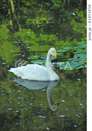 昭和の森の白鳥 昭和の森の白鳥 61853656