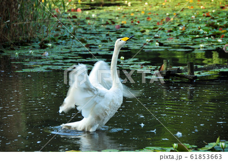 昭和の森の白鳥 61853663