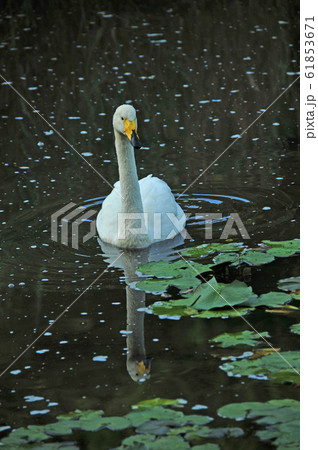 昭和の森の白鳥 昭和の森の白鳥 61853671