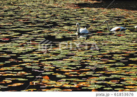 昭和の森の白鳥 昭和の森の白鳥 61853676