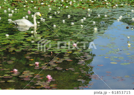 昭和の森の白鳥 61853715
