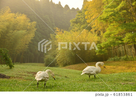 昭和の森の白鳥 61853861