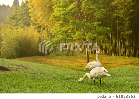 昭和の森の白鳥 昭和の森の白鳥 61853863