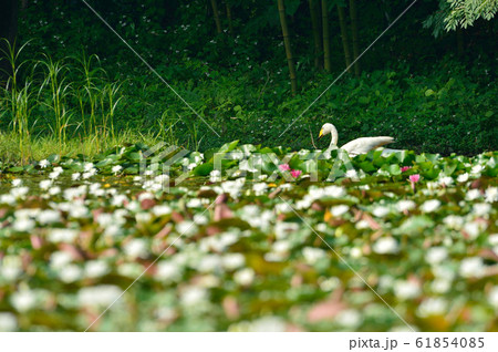 昭和の森の白鳥 昭和の森の白鳥 61854085
