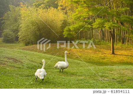 昭和の森の白鳥 昭和の森の白鳥 61854111