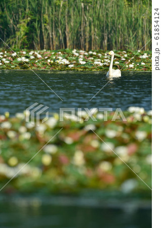 昭和の森の白鳥 昭和の森の白鳥 61854124
