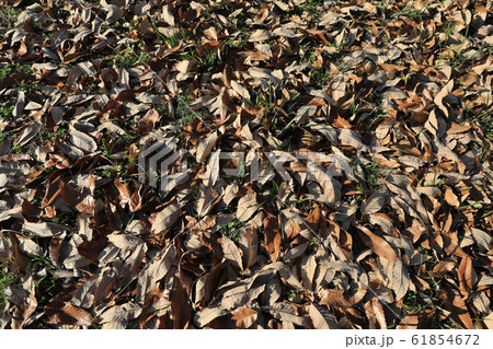 落ち葉 61854672
