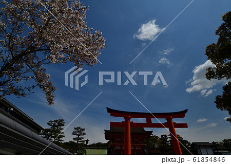 伏見稲荷大社の桜 61854846