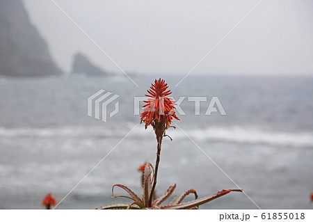 アロエの里 61855018