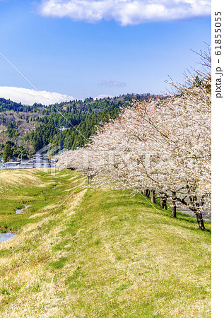 桜咲く　宮城県角田市　高倉川 61855055