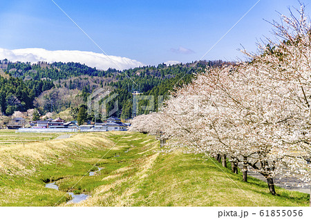 桜咲く　宮城県角田市　高倉川 61855056