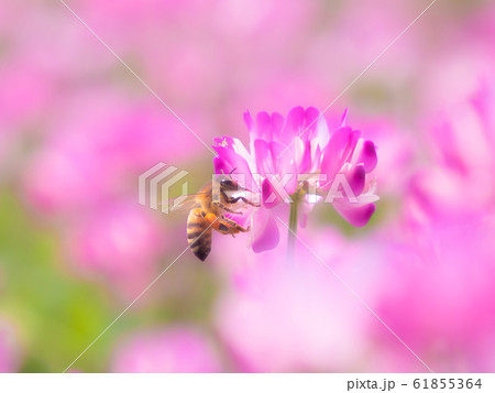 ミツバチとレンゲ草 ミツバチとレンゲ草 61855364