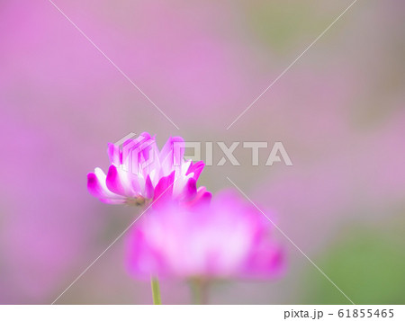 レンゲ草 61855465