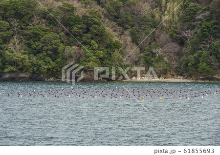 真珠の養殖用のしかけ 61855693