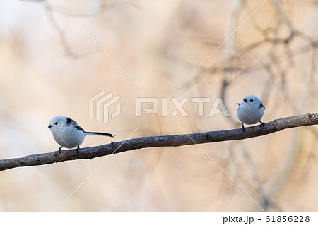 シマエナガ 61856228